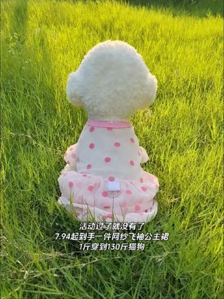 夏季新品,巨透气巨划算,刷到的宝子不要错过了#猫咪#狗狗#宠物衣服#飞袖公主裙#超便宜超划算