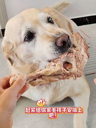 这个牛腿骨也太香了吧!它一整个都是风干的,骨头里面含有丰富的钙质,肉里面也含有大量的蛋白质,还能帮助狗狗磨磨小黄牙#萌宠推荐官 #养狗人 #牛腿骨 #拆家小能手