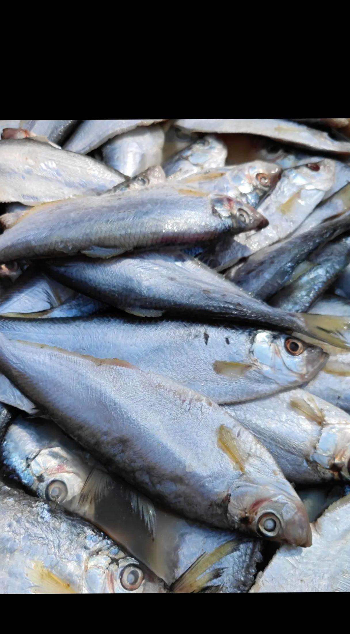 ——超下饭咸白鳞鱼🐟全国包邮到家,点击左下角小黄车下单购买