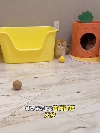猫咪玩具🪀剑麻球#猫玩具 #萌宠好物 #剑麻球 #毛孩子的日常