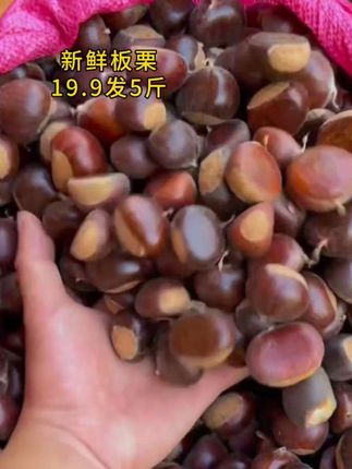 新鲜采摘板栗来活动了#快来一起尝个鲜 #板栗