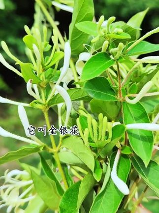 这本书简单明了,一学就会#中草药植物