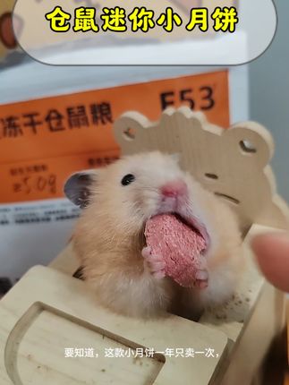 鼠生短暂,当然要和鼠鼠过中秋节了,一年就一次,#仓鼠日常 #仓鼠月饼 #仓鼠过中秋节 #月饼 #仓鼠好物推荐