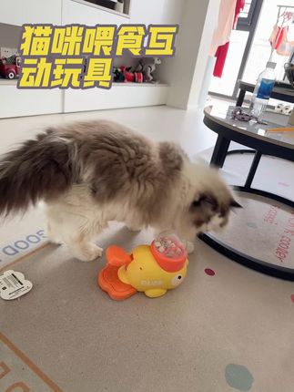 给我家小猫买了和小猫互动的喂食玩具,吃到冻干的小猫可开心了,聪明的小猫还可以自己喂食,想要猫咪不无聊,赶紧安排上一个吧。 #猫咪喂食玩具 #宠物玩具 #养宠物的乐趣 #猫咪好物分享 #铲屎官日常