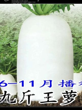 #九斤王萝卜种子 #九斤王萝卜 #在家种菜