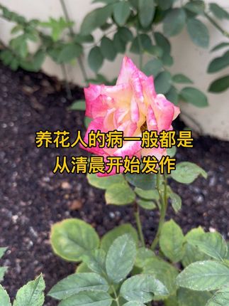 养花人的病一般都是从清晨开始发作#爱生活爱养花 #花卉绿植 #园艺生活 #花园生活 #阳台花园