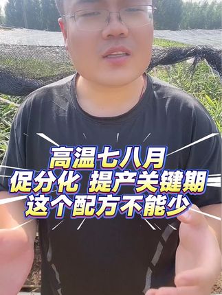 #大姜种植 #姜芽分化 #经验分享