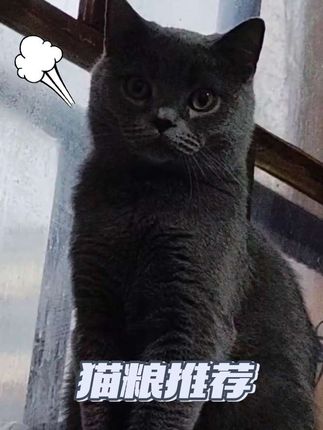 #蓝猫 #猫粮