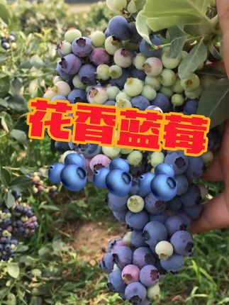 #果树 #果树盆栽 #果苗种植 #蓝莓 #蓝莓种植