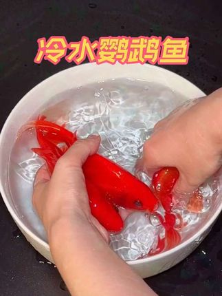 冷水鹦鹉鱼 新手养鱼闭眼入!冷水鹦鹉鱼来炸场!不用加热棒!不用复杂设备!超强生命力,懒人也能养出“水下烟花”!体色艳丽如红宝石,群游灵动超治愈~24小时活跃不停,为你的生活添一抹灵动色彩!点击上车,把好运带回家!#观赏鱼#水族#养鱼人#水族爱好者#鱼缸里的大自然@抖加🔥上热门🔥dou+🔥热点宝