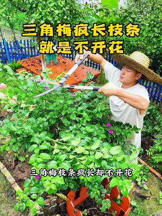 #三角梅 枝条疯长却不开花,开花也是零星几朵,遇到这种情况我们应该怎么办#养花小知识 #磷酸二氢钾 #促花肥 #三角梅养护