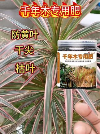 千年木怎样才能不黄叶干尖枯叶,用它#千年木专用肥 #千年木专用肥料#千年木黄叶 #千年木干尖 #千年木怎么养