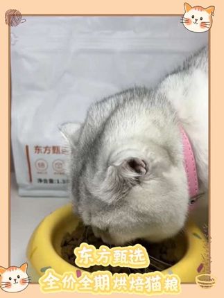 一条视频告诉你为什么要选择东方甄选全价烘焙猫粮!#猫粮#烘焙猫粮#东方甄选宠物