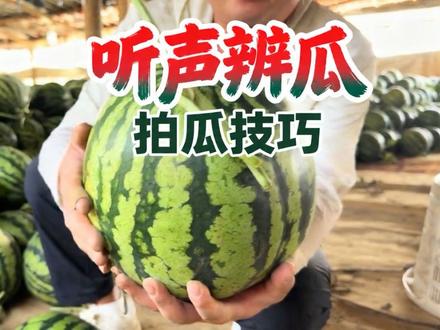 听声辨瓜 拍瓜你真的学会了吗?#三农 #云南西瓜#夏天的味道