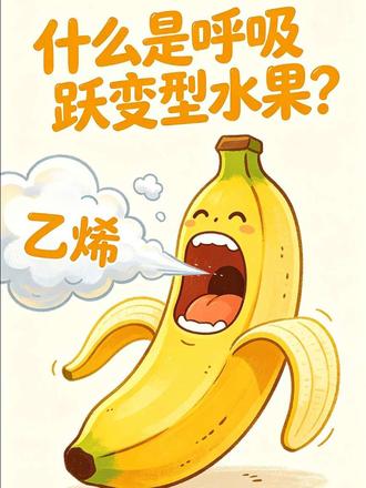 呼吸跃变型水果 有些水果并不是树上熟的,知道有哪些吗?#水果科普 #呼吸跃变型水果 #可爱水果动漫 #科普动漫 #水果万物