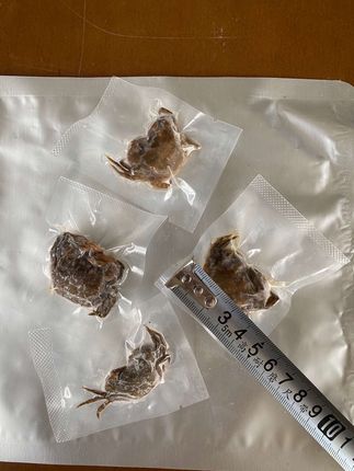 海钓矶钓蜜制小螃蟹钓饵鱼饵 用小螃蟹钓大鲷鱼大石斑大鲈鱼这么好用#大海的馈赠 #海钓 #钓饵 #矶钓 #螃蟹钓鱼
