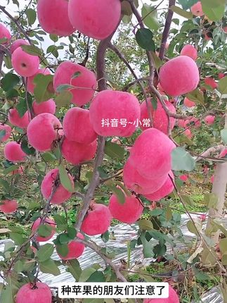 家里的苹果出现黄叶,叶斑,黑点。该如何防治?#苹果种植 #苹果 #病害防治 #果农 #三农