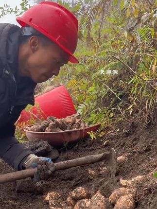 #你们吃过吗 #快来一起尝个鲜 #新鲜天麻炖鸡 #新鲜天麻采挖 #强烈推荐 天麻是个宝、喝汤少不了~一年一季的新鲜天麻上市了、拿回家炖鸡炖鸭炖排骨炖鸽子,炖出来的汤、鲜美又暖胃、营养可口