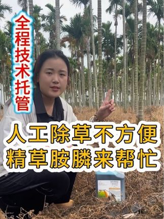 精草胺膦,除杂草不伤槟榔根,人工除草不方便的放心安排#槟榔#槟榔管家#槟榔除草#草药#槟榔管家琼中店