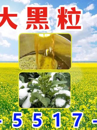 直农大黑粒,高产亩产600斤,抗冻、抗倒、好机收,出油率还高#三农 #油菜 #油菜种子