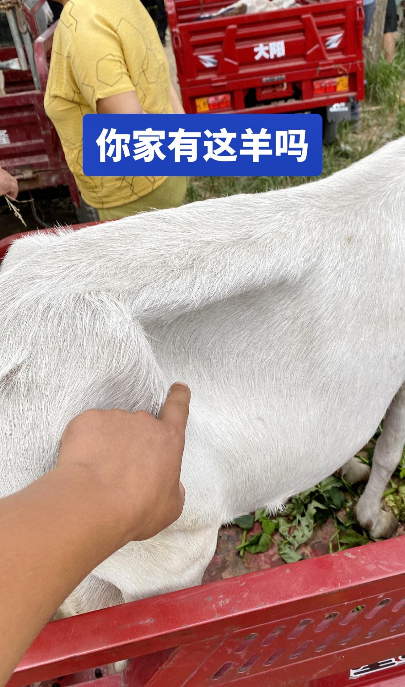 #羊价#创作者中心#新农人计划 #新农人计划 #我的农村生活