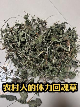 仙鹤草 脱力草|农村人的体力回魂草#农民#种植#仙鹤草#驻马店 #中药材