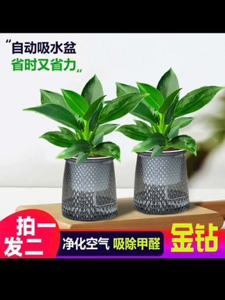 玻璃瓶里漾着半捧晨辉,水培金钻绿公主正把日常晕染成散文诗 。 根系在清透水里肆意舒展,像一群抖落尘埃的舞者,浅褐须蔓悠悠缠绕,不挤不闹,自带韵律 。叶片是被雨吻过的墨绿,泛着绸缎般柔光,新抽叶芽裹着嫩黄绿襁褓,似踮脚张望的稚子,每寸生长都透着怯生生的鲜活 #金钻绿公主 #清新自然 #净化空气净化器 #一年四季常绿非常好养 #爱生活爱养花