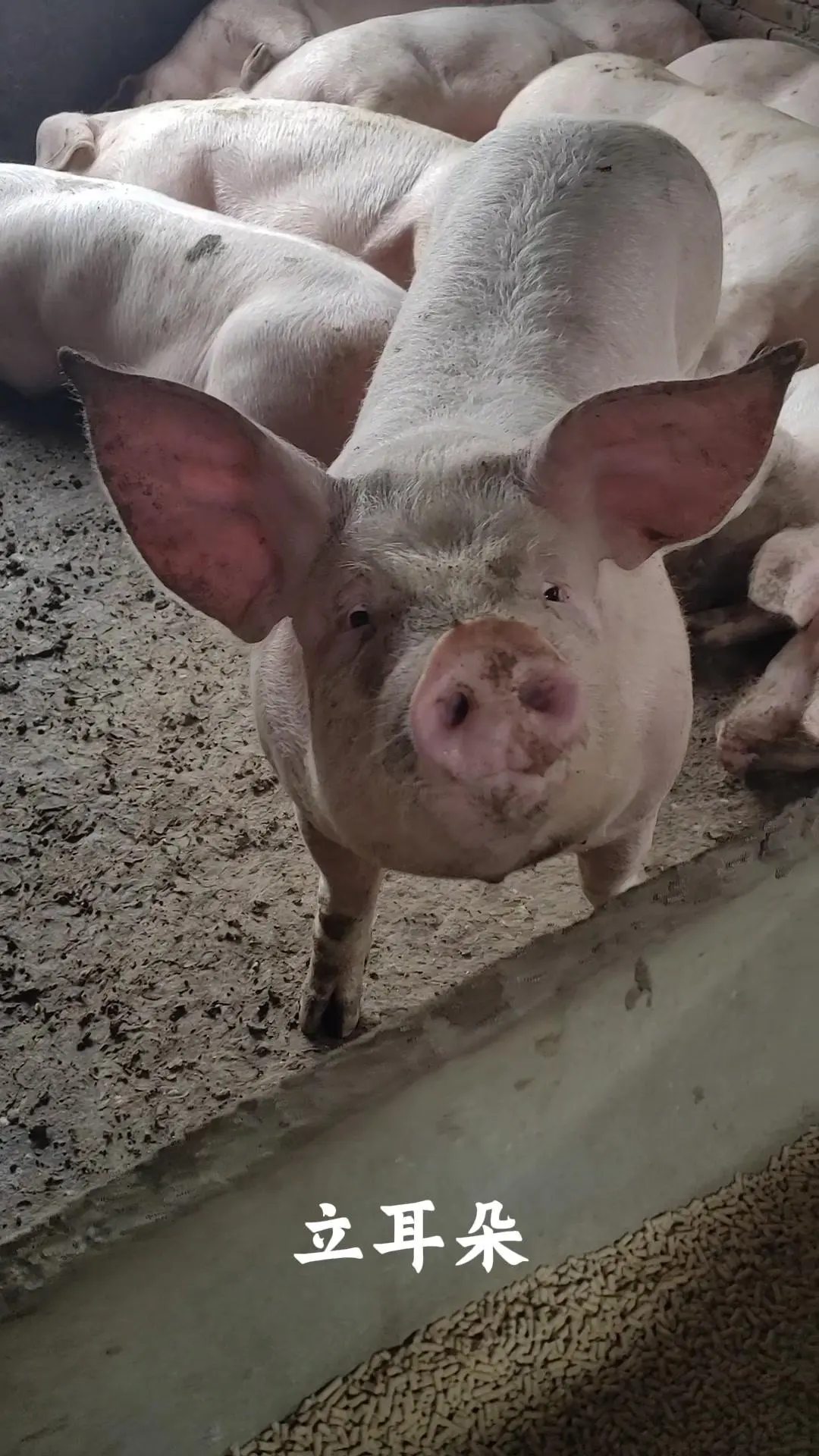 #小猪猪能听懂多少指令?🐷。今天来秀我家小猪猪的"绝技"! - 抖音