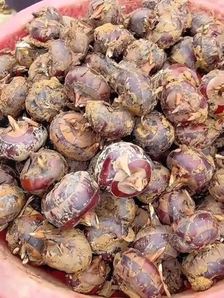 #优质农产品 #特色农产品 #强烈推荐 #马蹄#儿时味道  我小时候就喜欢吃这个马蹄。脆脆嫩嫩的,味道甜滋滋的,水分还多,,无论直接吃还是炒菜口感都好