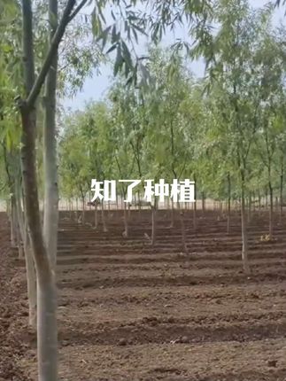 南北方都可以#知了 #知了猴苗
