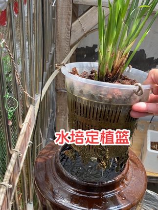 流水罐上面种的植物可以用水培定植篮搭配火山石固定。#定植篮 #水培定植篮 #沼泽过滤 #古法养鱼