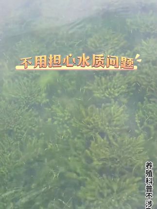 #水产养殖 #鱼虾蟹养殖 #四大家鱼养殖 #南美白对虾 #螃蟹养殖