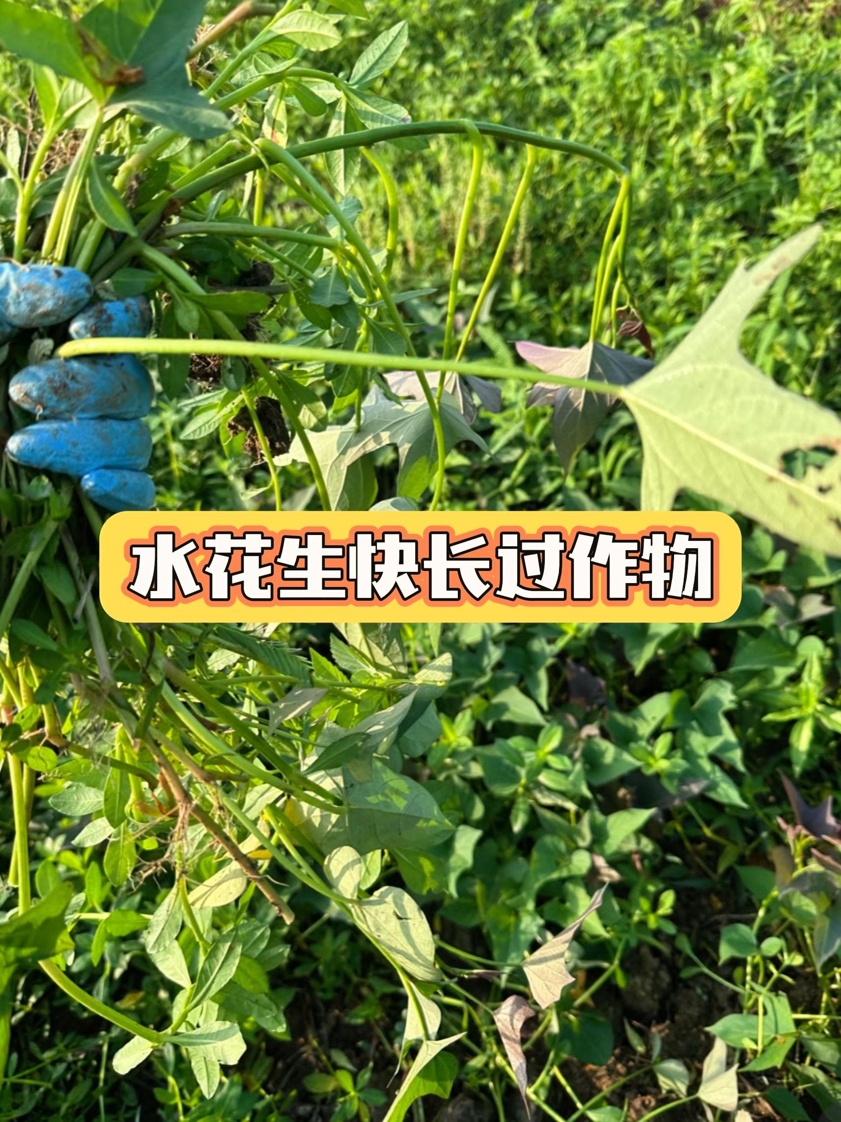 #水花生 #水花生怎么除 #水花生清理 #清理杂草 #好物推荐🔥