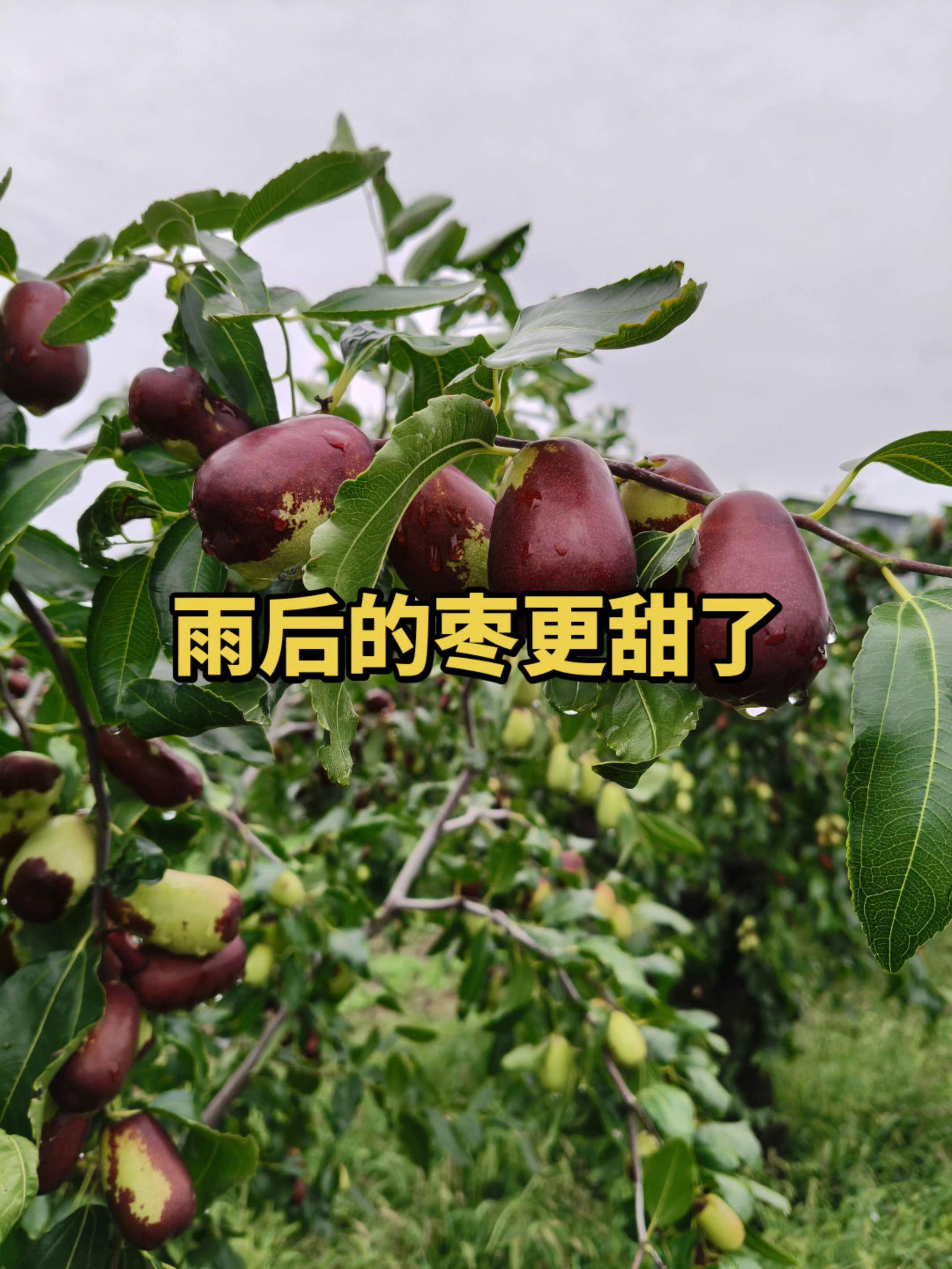 #优质农产品 #新鲜采摘 #特色农产品 #口感特别好