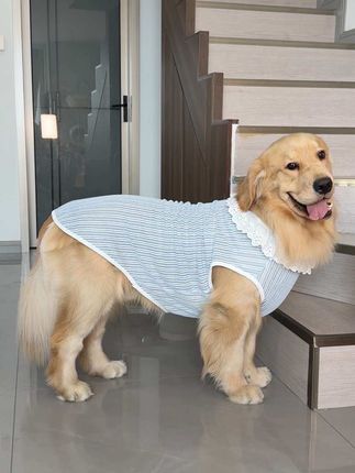 透气不闷热的娃娃领小背心 穿上真的太可爱了 特别是家里开空调的穿上还能防止着凉 还能兜住毛毛防止毛毛满天飞 #萌宠好物 #萌宠日常记录