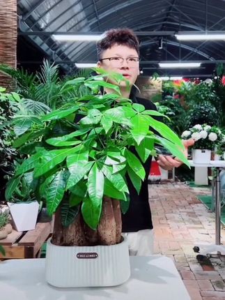 六颗发财树盆栽 六颗发财树盆栽室内观叶耐旱绿色盆栽#发财树 #发财树盆栽 #绿植 #发财树绿植 #园艺生活 @DOU+上热门 @DOU+小助手