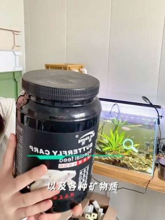 想要蝴蝶鲤长得白里透光,一款好的饲料很重要,蛋白质含量高,不浑水不喷油,鱼儿们都爱吃。#蝴蝶鲤 #观赏鱼 #养鱼 #水族 #好物推荐