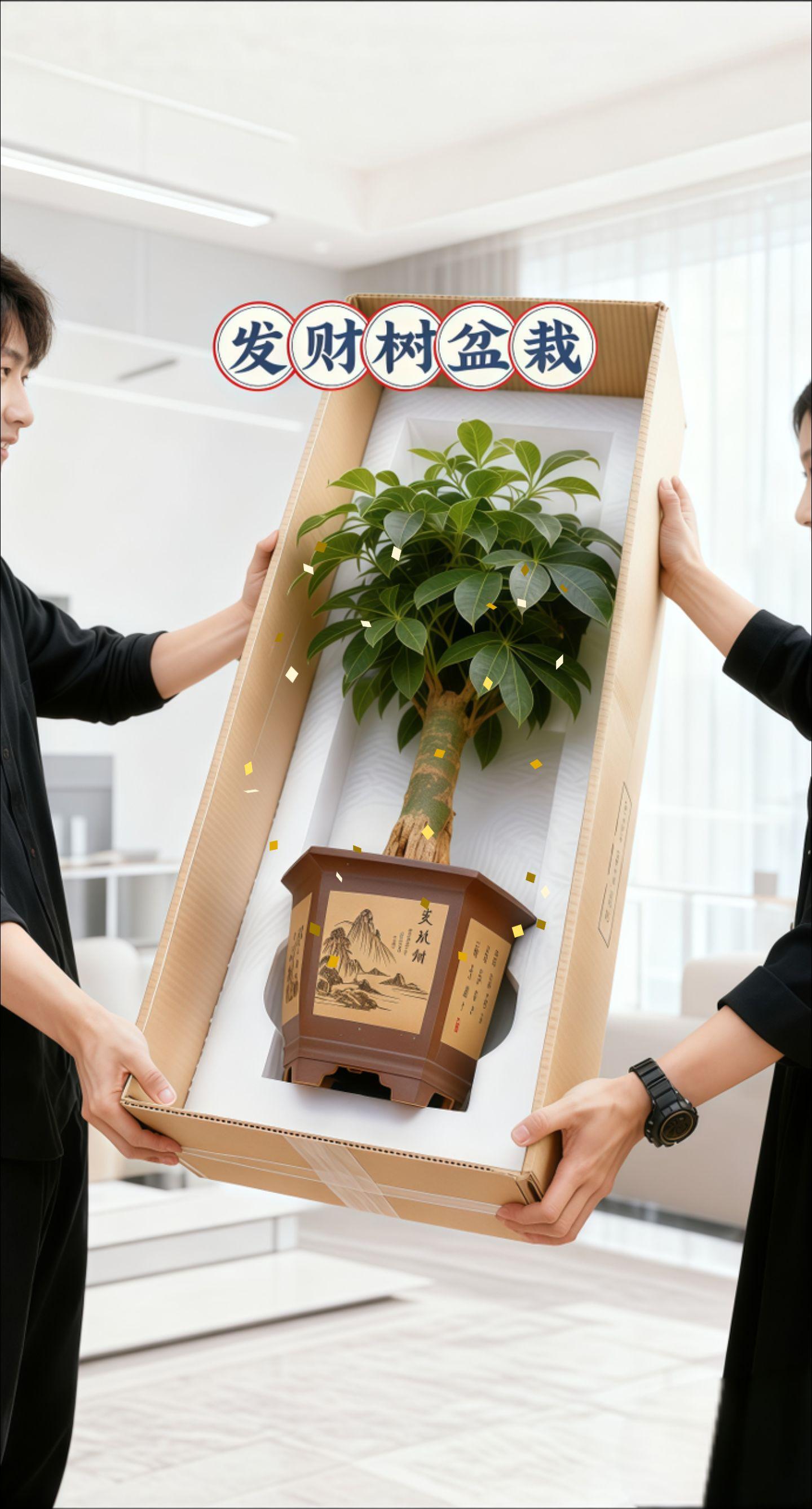 #发财树 #盆栽 #绿植 #绿植花卉 #盆栽绿植