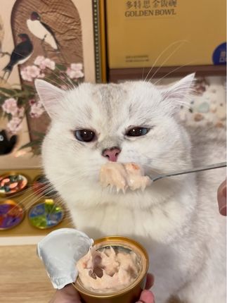 肉泥质地细腻绵密,轻松勾起毛孩子食欲,多特思金饭碗,让毛孩子的每一餐都幸福感满满#养猫新手 #主食罐#多特思#多特思金饭碗 #萌宠好物