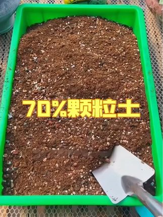 疏松透气不板结,给多肉换土就选它👍👍#多肉 #颗粒土 #园艺 #我的花花草草🌸🌸 #养多肉