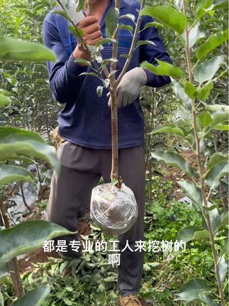 看看咱家鸡心果果树都是专业师傅挖树 #果树 #果树嫁接
