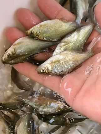 武昌鱼/鳊鱼/草鳊,长势嘎嘎快。#武昌鱼苗 #鳊鱼苗批发 #优质鱼苗批发基地 #保质保量包售后 #鱼苗