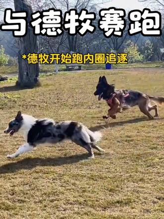小狗第一次看樱花,第一次被羊驼吓到,第一次与德牧赛跑,是脑力充盈和体力释放的一天! #樱花季 #羊驼 #边牧vs德牧 #边牧跑步 #陨石边牧