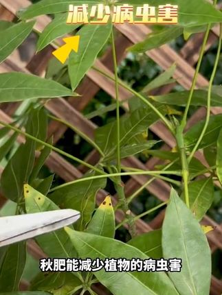 秋肥是金,冬肥是银,秋天是给植物施肥的好时节#大量元素水溶肥 #养花小知识