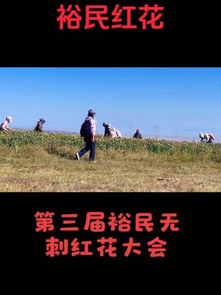 一花一羊富民间 小红花大产业 7月24日 新疆塔城裕民无刺红花大会罐招开#爱上花样裕民富裕民间的一百个理由