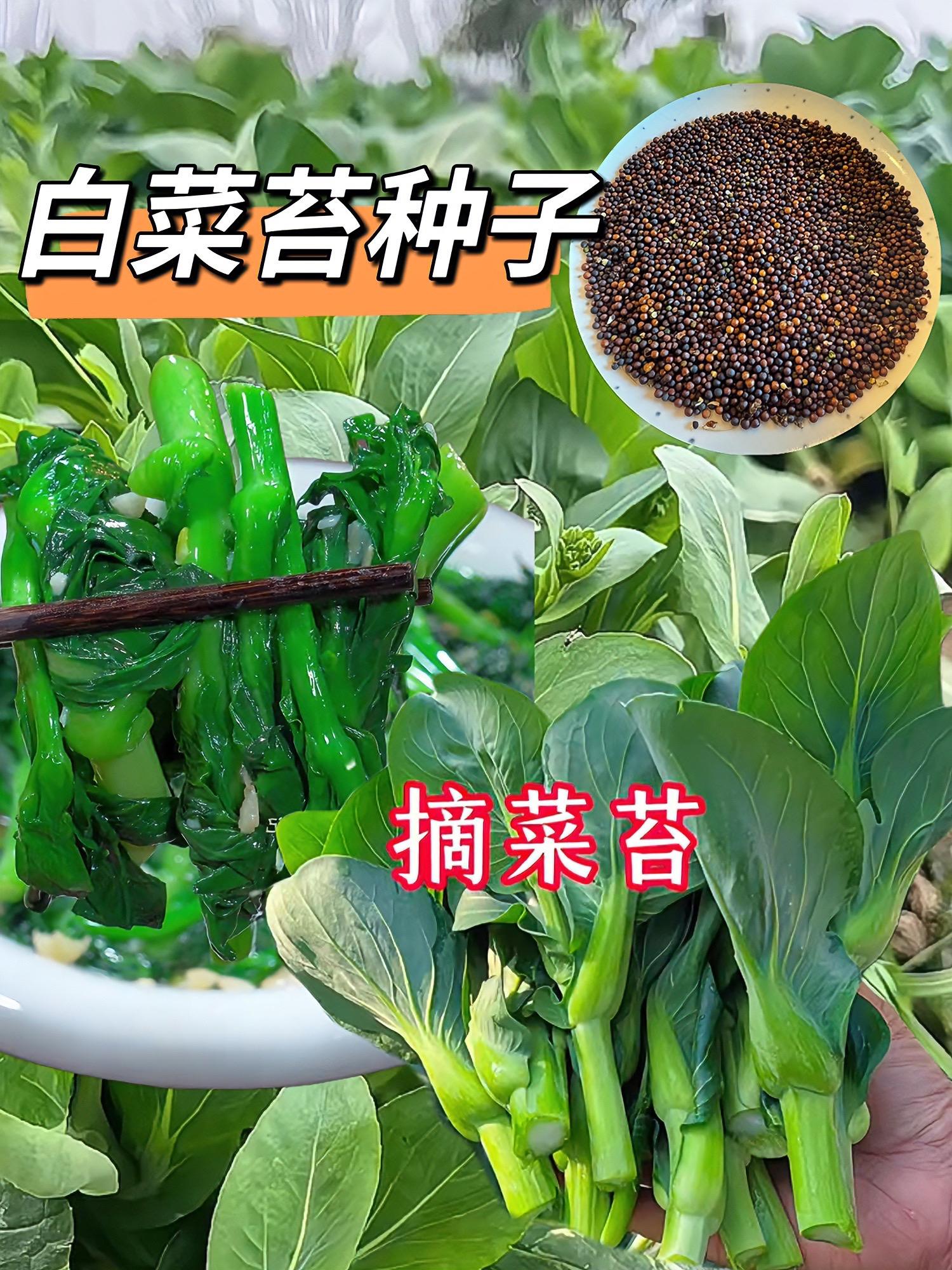 白菜苔种子#强烈推荐 #蔬菜 #种子