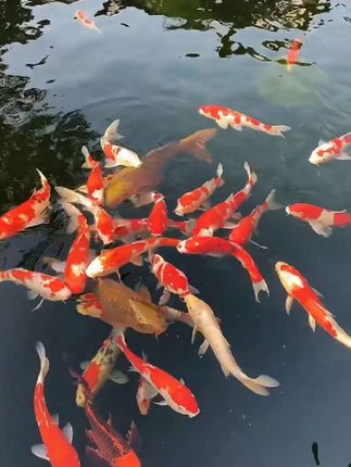 #无糖平果醋#醋 #饮料#美味可口 #饮品 #d0u十抖音小助手