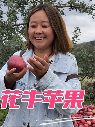 玲玲小两口第一次带娃出门卖货,看到花牛苹果开心的在地里乱跑,可愁坏了玲玲小两口#优质农产品 #新鲜采摘