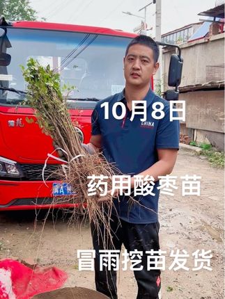#药用酸枣苗。基地现挖现发保证成活率,保证正品,