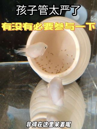 场面极其混乱,能不能给大鱼累嘎了#鹦鹉鱼 #鹦鹉鱼怎么养 #爱养鱼 #养鱼日记 #现场混乱
